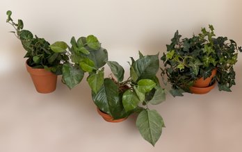 Wonderful Collection Of Faux Green House Plants