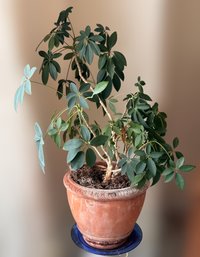 Stunning Mature Live Schefflera Umbrella Plant In A Beautiful  Terracotta  Pot