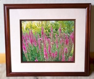 Beautiful Magenta Veronica Spicata Flower Picture W/ Wooden Frame