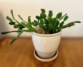 Beautiful Live Young Christmas Cactus In Glazed Garden Pot