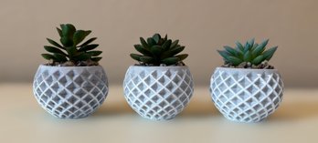 Modern Faux Succulent Collection - Lot Of 3