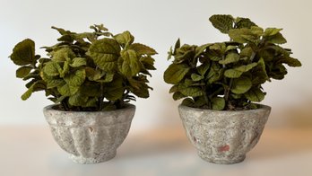 Gorgeous Faux Swedish Ivy Potted Plants - Lot Of 2