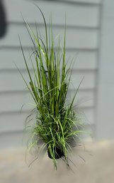 Beautiful  Faux Potted Pampas Grass - 1 Of 2