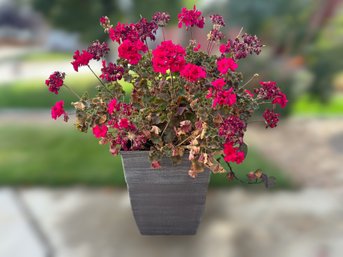 Lovely Red Geranium In A Modern Gray Pot