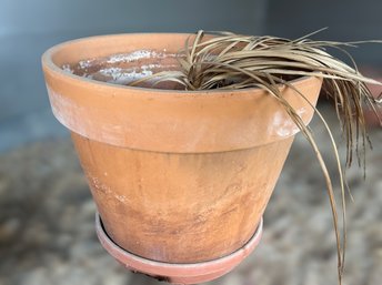 Large Terra Cotta Garden Pot With Soil 1 Of 4