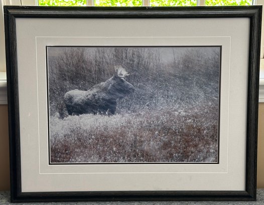 Framed Moose Photograph By Thomas Mangelsen