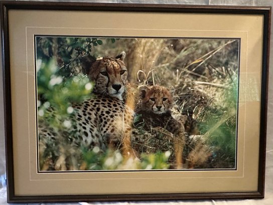 Signed Thomas Mangelsen Print Of A Photograph Of Cheetahs