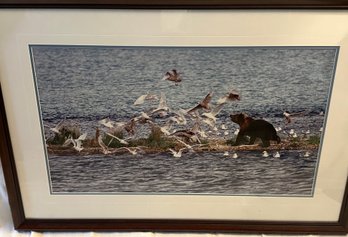 Signed Thomas Mangelsen Print Of A Photograph Of A Bear With Gulls