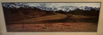 Signed Print By Thomas Mangelsen Of Photograph Of  Bear Amongst Mountains