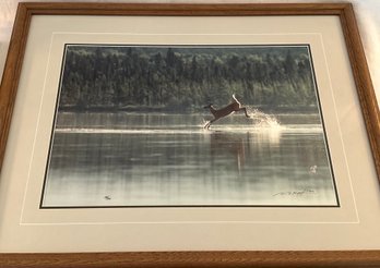 Thomas Mangelsen Photograph Of Leaping Deer Over Water