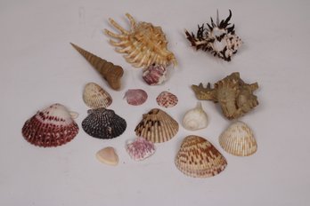 Assorted Beach Shells - Hexaplex, Strombus, And More - Decorative Shell Collection