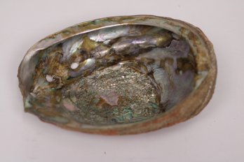 Abalone Shell - 8 Inches - Iridescent Nautical Decor
