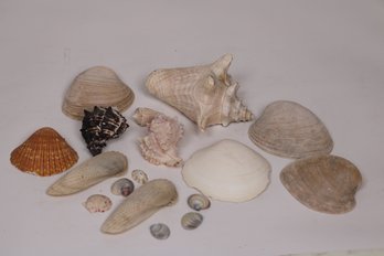 Assorted Beach Shells Lot 2