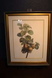 Antique Pancrace Bessa 'Pears And Leaves On A Bough' Botanical Print  Framed, Classic Pomological Study