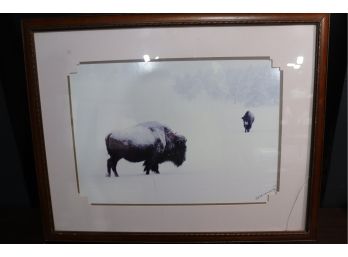 'Snowbound Bisons By Andy Marquez' - Framed Wildlife Photograph