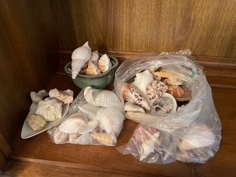 Large Mixed Lot Seashells