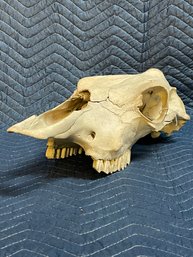 Huge Real Animal Skull - Species Unknown