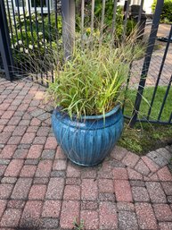 Over Sized Cobalt Blue Planter & Plant