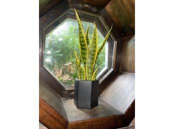 Faux Snake Plant