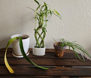 3 Live Plants