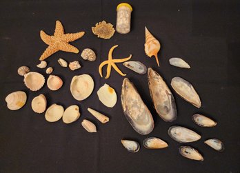Seashells From The Sea Shore