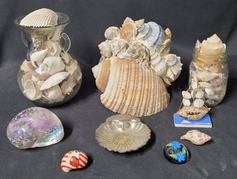 Shells, Shells, And More Shells