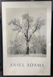 Ansel Adams Oak Tree Photo