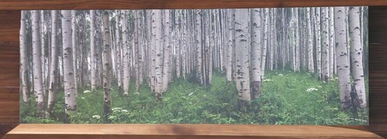 Birch Forest Print