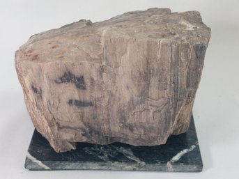 Large Piece Of Petrified Wood