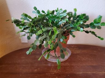 Large Healthy Christmas Cactus