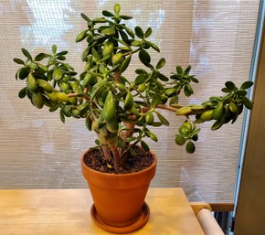 Large Jade Plant