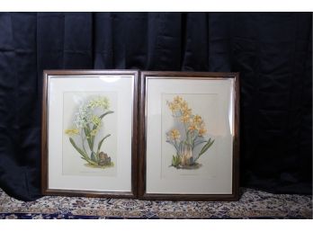 Set Of 2 V. Cioni Del Art Prints - Odontoglossum Hebraicum & Epidendrum Vitellinum!! - Item #21