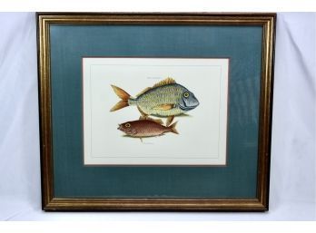 VINTAGE HANDMADE RESTRIKE  ENGRAVING GOLD FRAMED FISH PAINTING - Water Color - Hand Colored!! - Item#191 LV