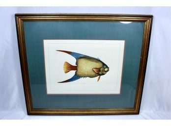 VINTAGE HANDMADE RESTRIKE  ENGRAVING GOLD FRAMED FISH PAINTING - Water Color - Hand Colored!! - Item#195 LV