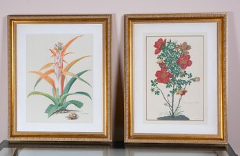 A Pair Of Botanical Prints In Gilt Frames