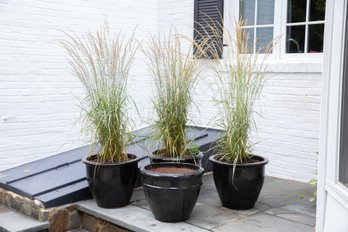 Four Glazed Black Pottery Planters With Tiger Grass