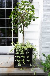 Pair Iron Box Planters With Hibiscus Plants