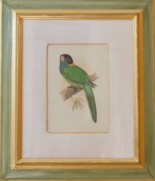 Four Ornithological Parrot Prints, Trowbridge Gallery