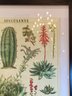 Vintage Cactus/succulents Paper Framed In New Frame. 13x17'