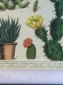 Vintage Cactus/succulents Paper Framed In New Frame. 13x17'