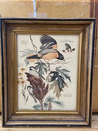 11x13' Vintage Bird Print Signed #2