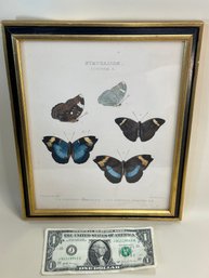 Butterfly Print Nympholide (5 Butterflies)