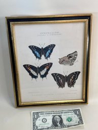 Nympholide Butterfly Print