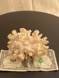 1 Of 2 Pieces Of Coral