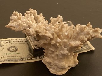 2 Of 2 Pieces Of Coral