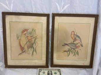 Pair Of Vintage Parrot Prints 12x15