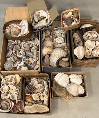 Large Vintage Seashell Collection