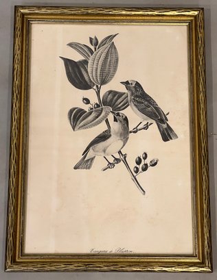 Audubon Style Bird Print In Gold Frame