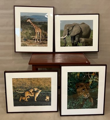 Set Of Four Wild Animal Photographs