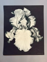 Lowell Nesbitt Iris On Black Artist Proof